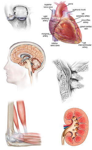 stock-medical-illustrations