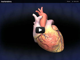 medical cardiac animations