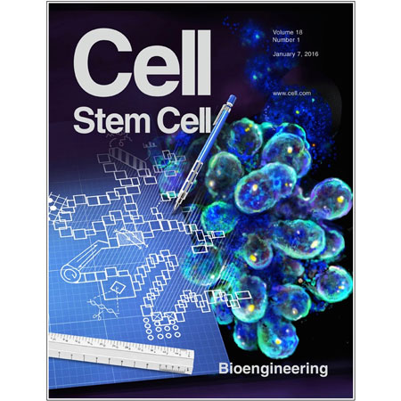 Stem Cell 