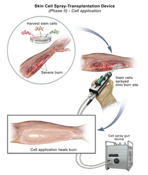 Stem Cell illustrations